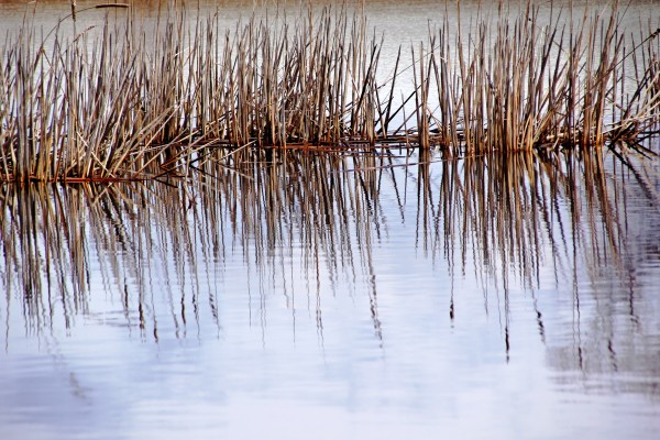 Cattail Abstract II by Deb Oppermann